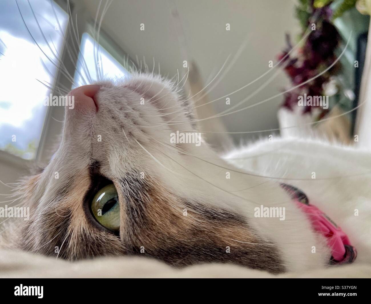 Afteroon chill - Smartphone Captured Stock Image