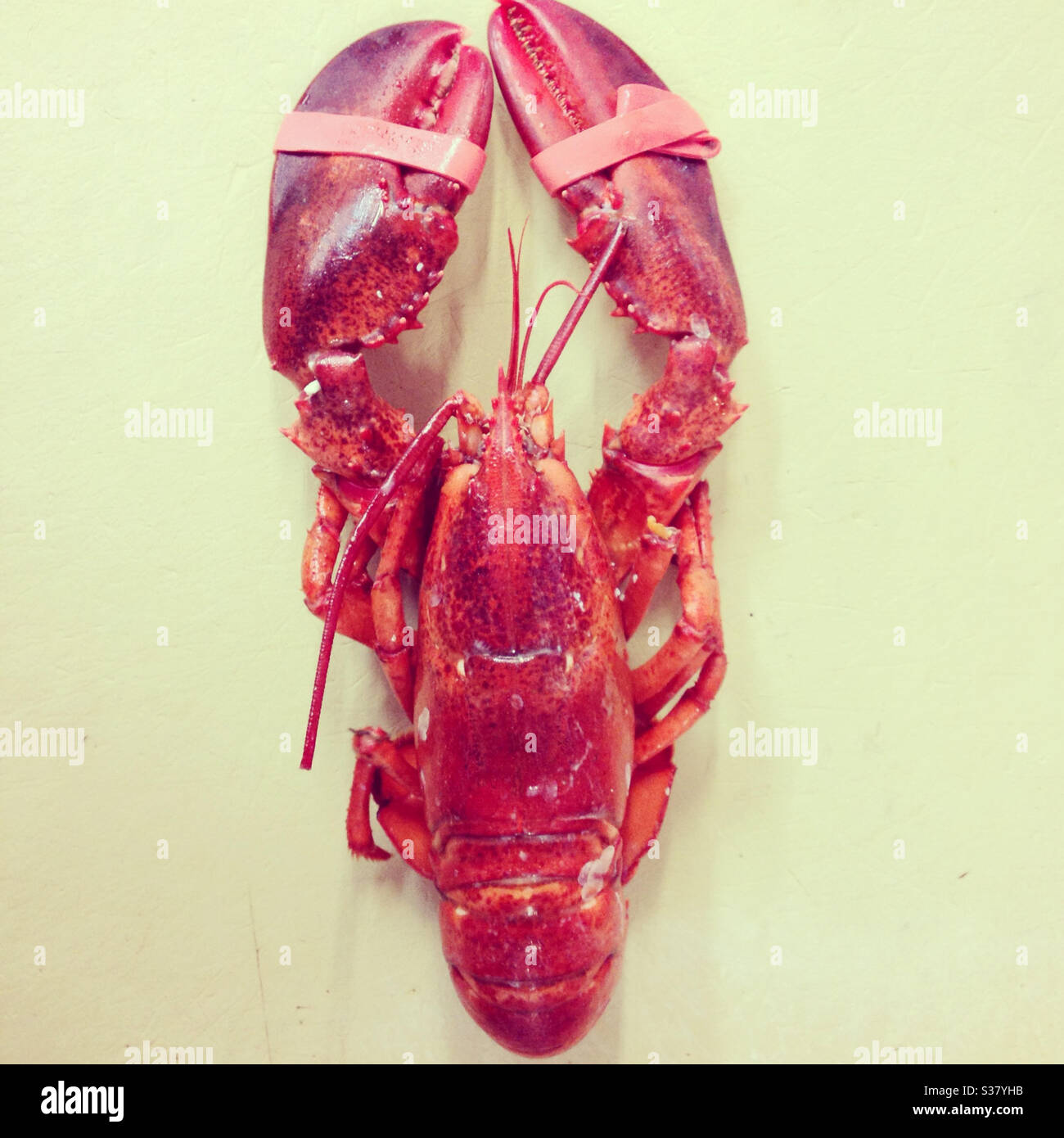 A red lobster with claws tied on a white background Stock Photo Alamy