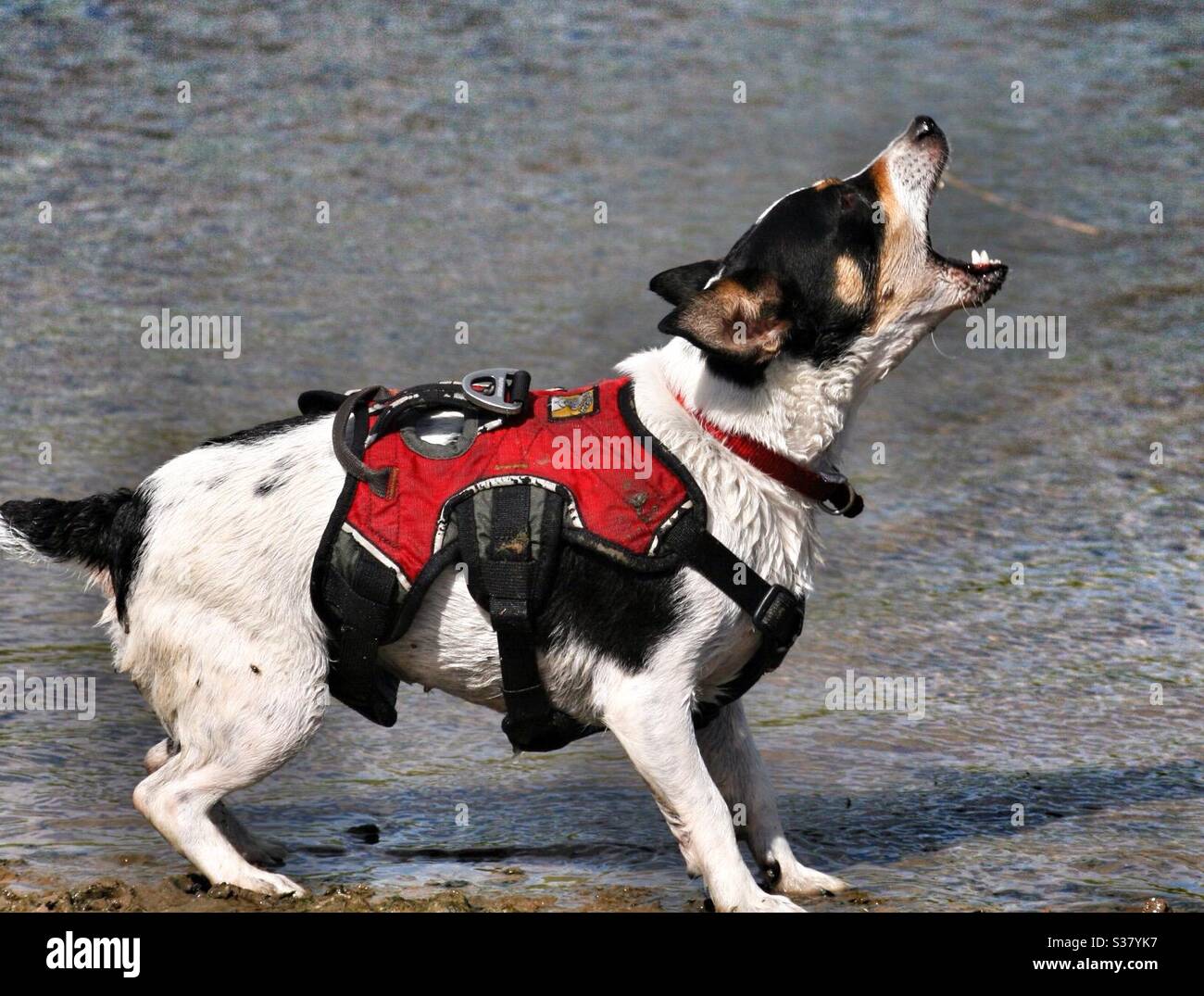 yap dog harness
