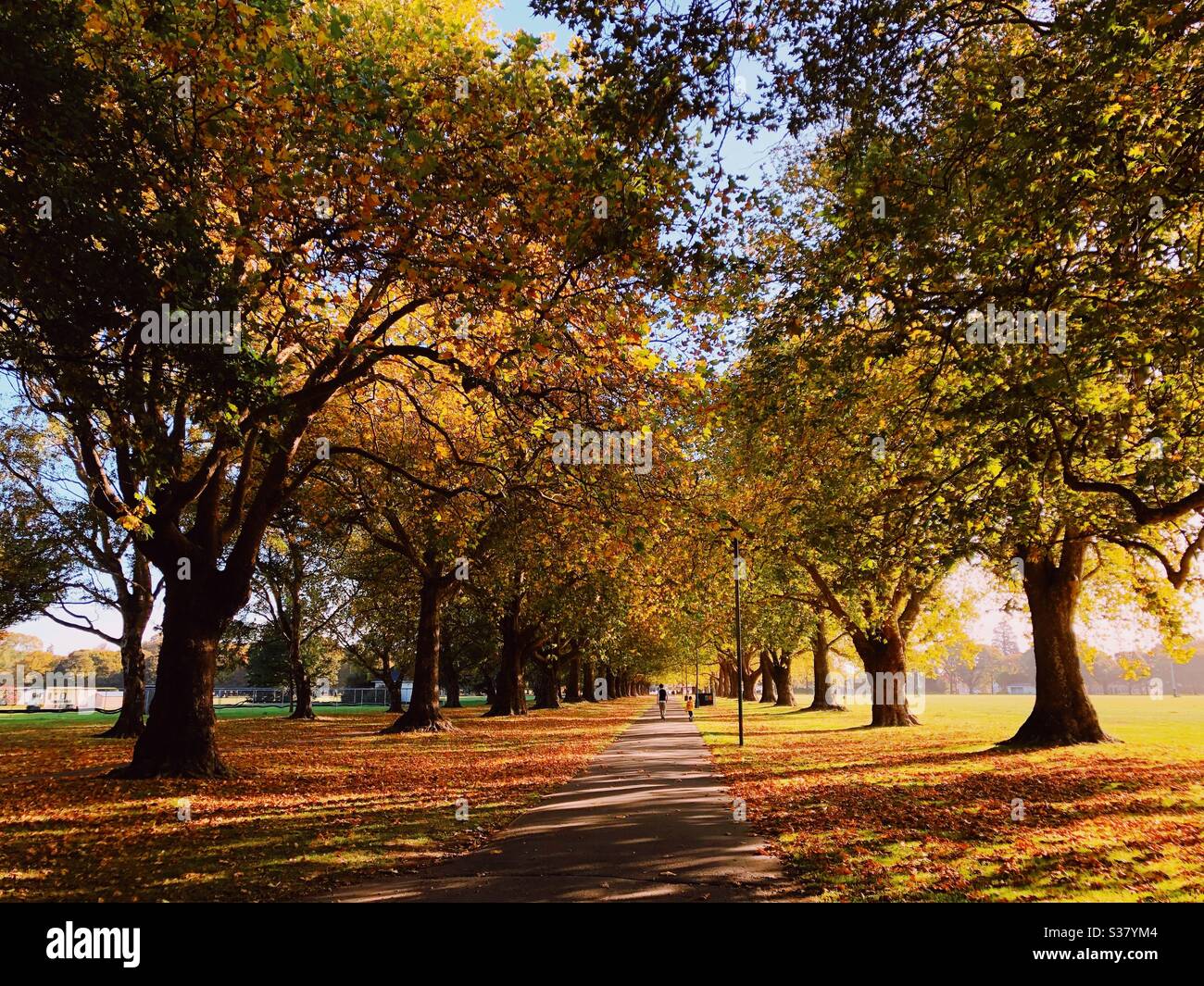 Hayley park in Christchurch in autumn Stock Photo Alamy