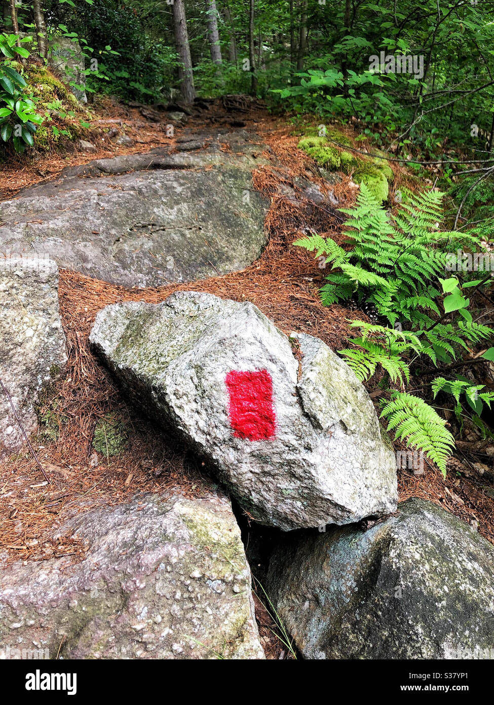Trail marking, blaze in red, to show hikers where the path is - Smartphone Captured Stock Image