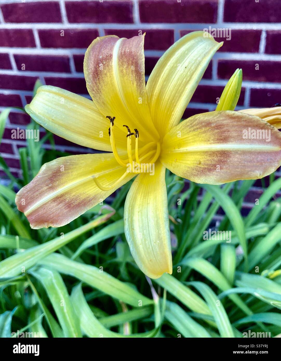 Day lily against brick wall Stock Photo Alamy