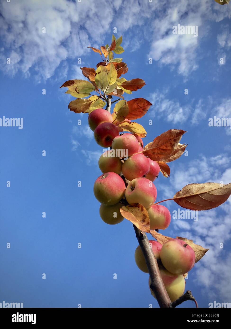 Apple tree at a Maine orchard Stock Photo Alamy