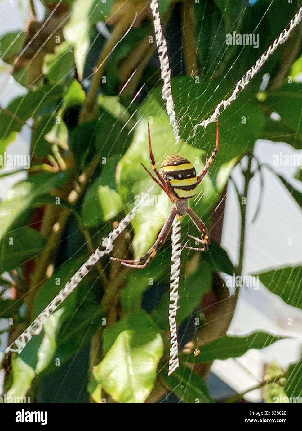 St Andrews Cross spider in her web with a decorative cross or X to attract prey Stock Photo