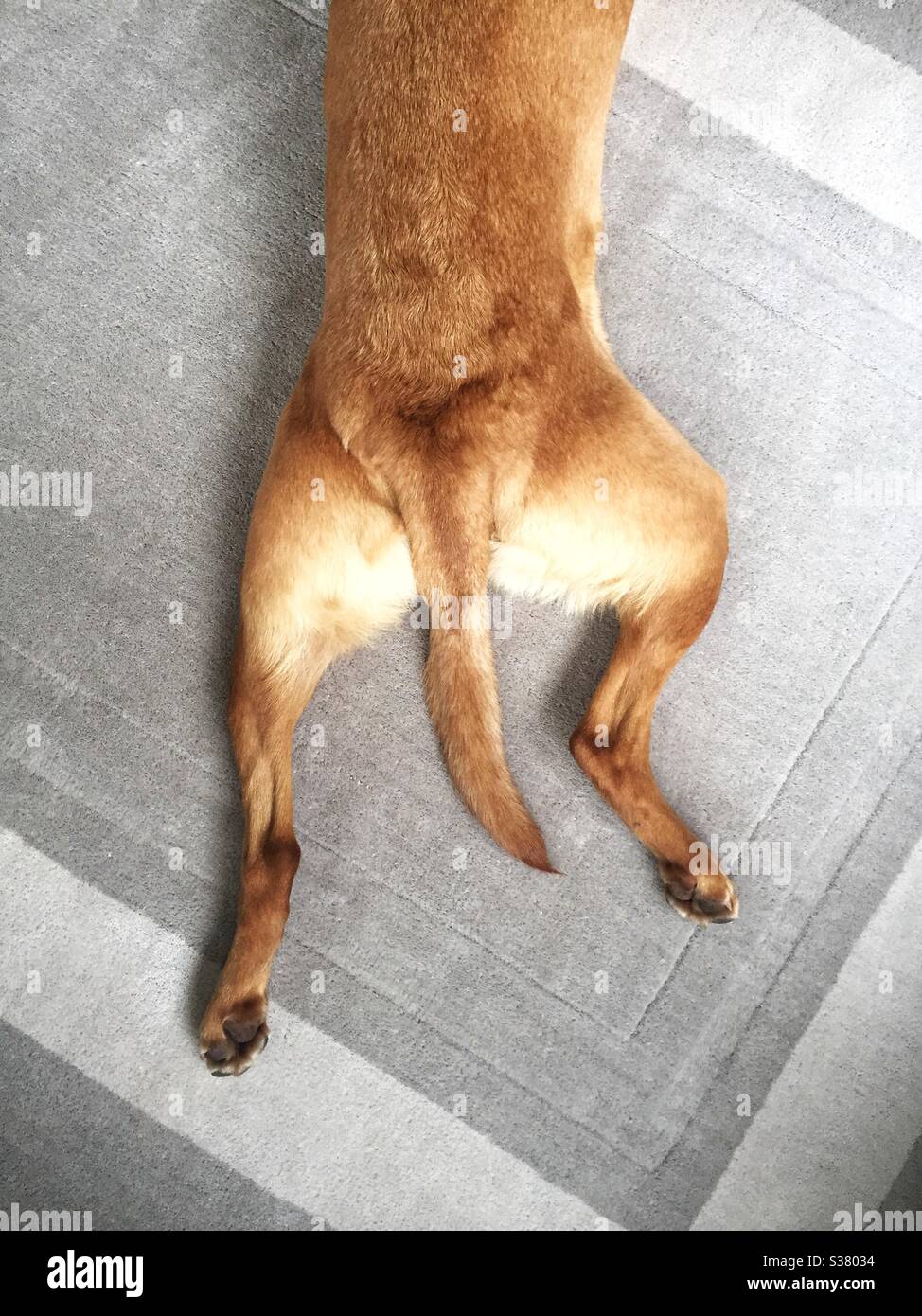 Looking down from above onto the outstretched hind legs of a dog doing a sploot with tail between its legs Stock Photo