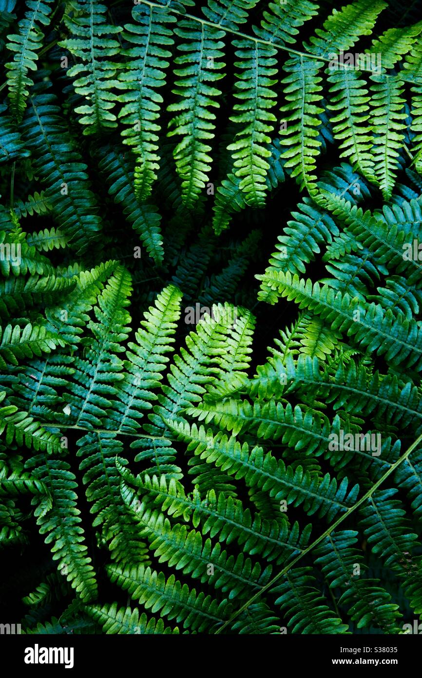 Fronds and fern background - Smartphone Captured Stock Image