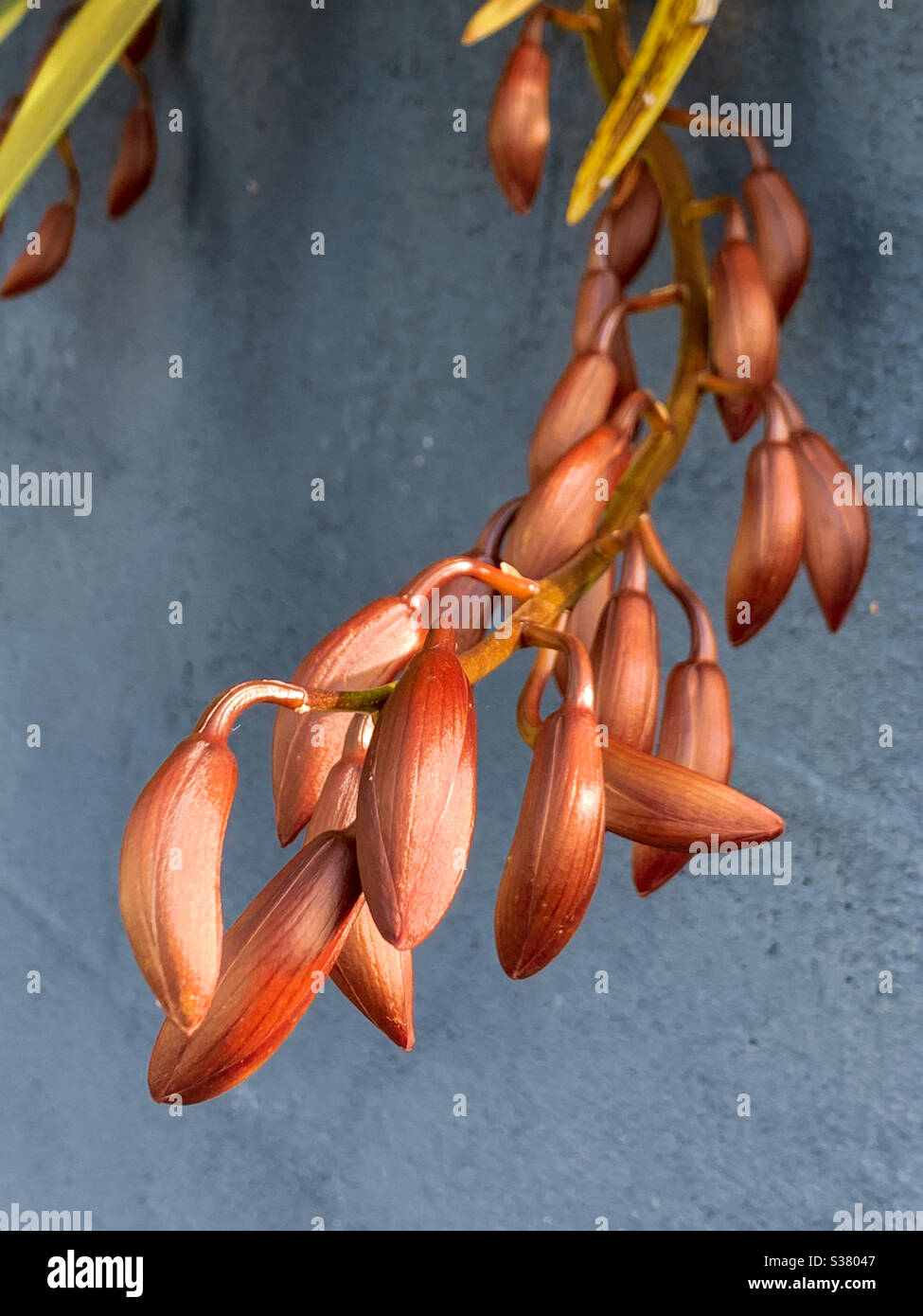 Stem of bronze red Cymbidium orchid buds Stock Photo