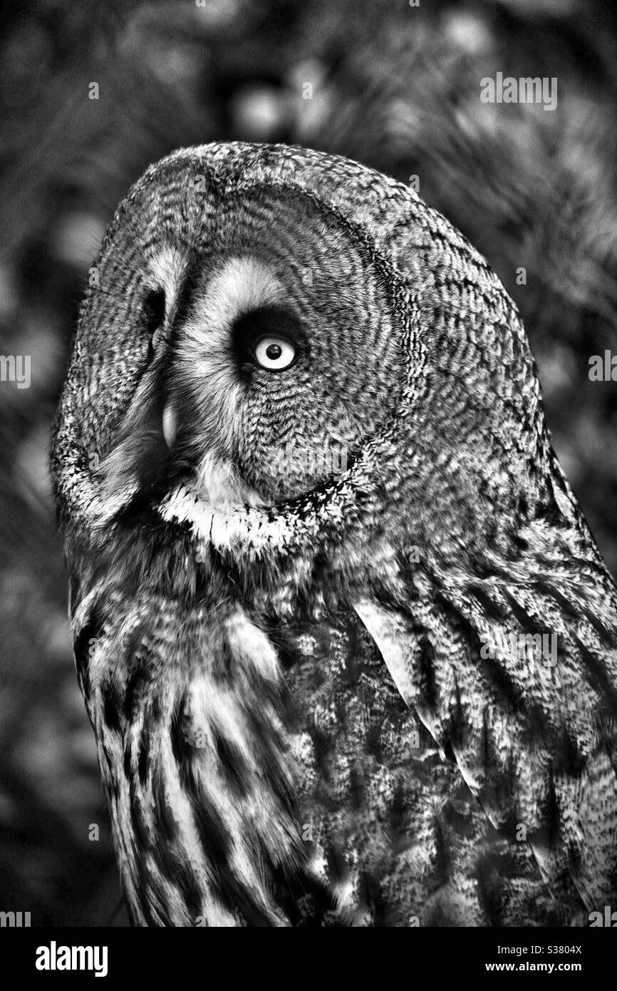 Owl - Smartphone Captured Stock Image