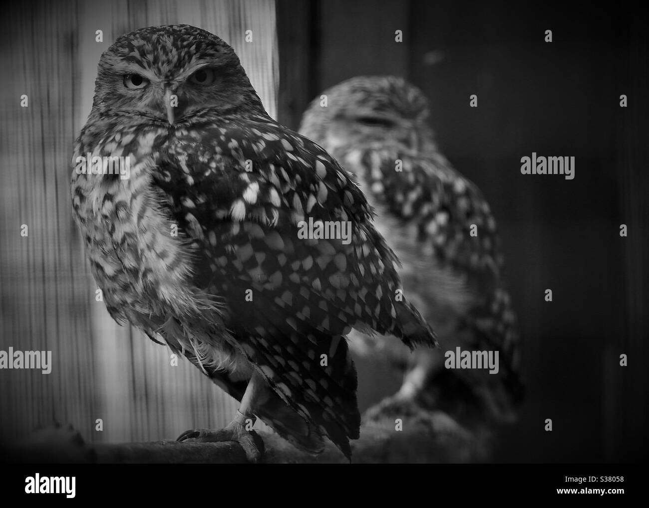 Owl - Smartphone Captured Stock Image