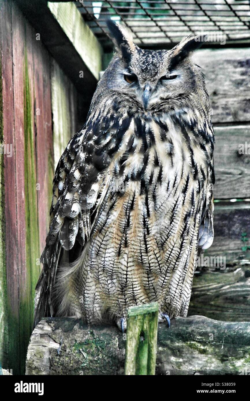 Owl - Smartphone Captured Stock Image
