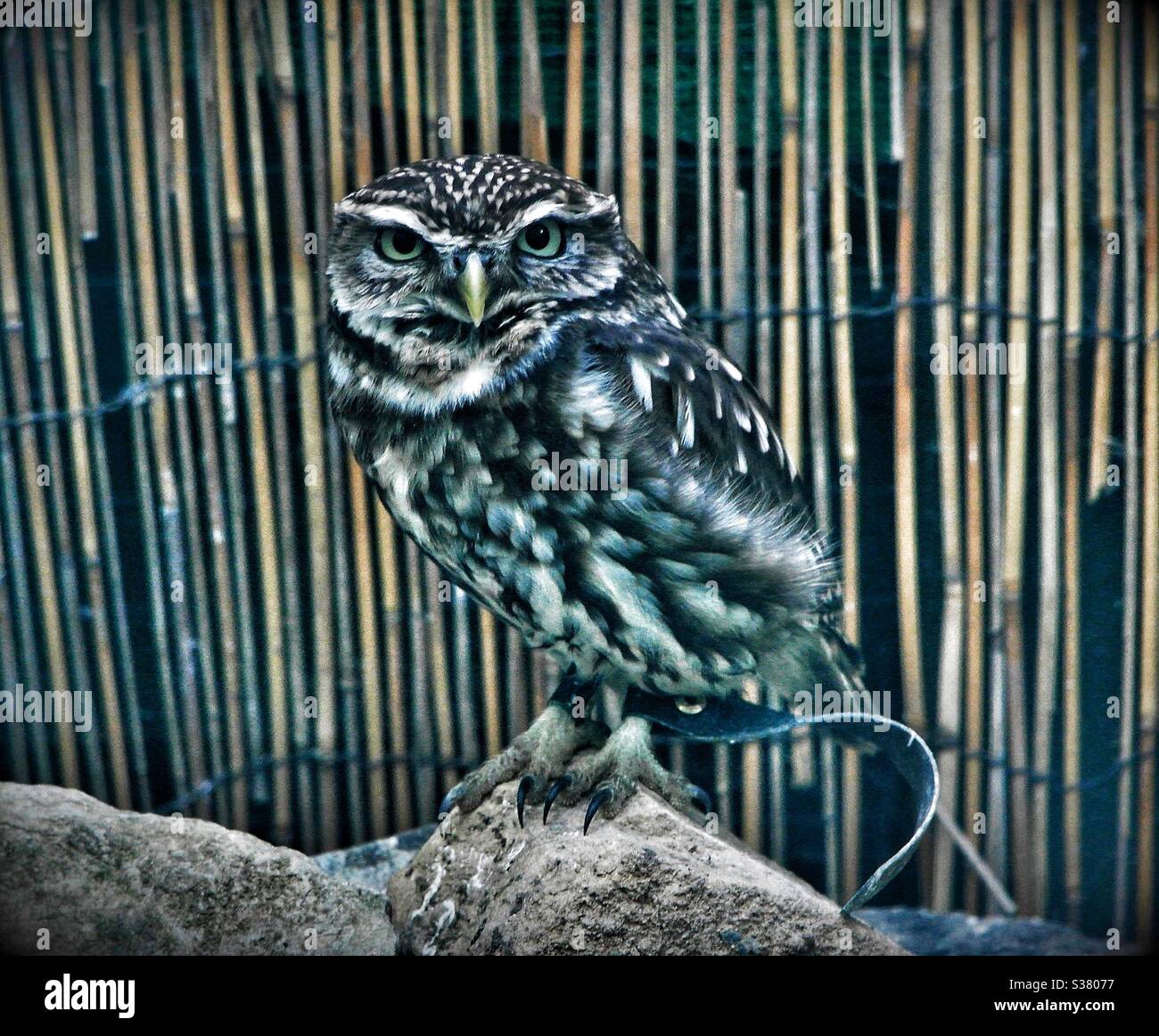 Wildlife photography bird hi-res stock photography and images - Alamy
