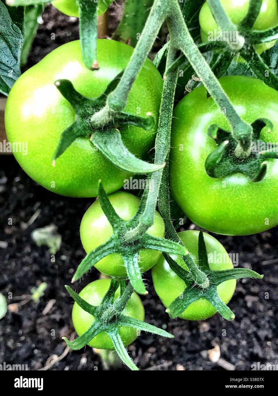 Green ripening tomatoes on vine Stock Photo - Alamy