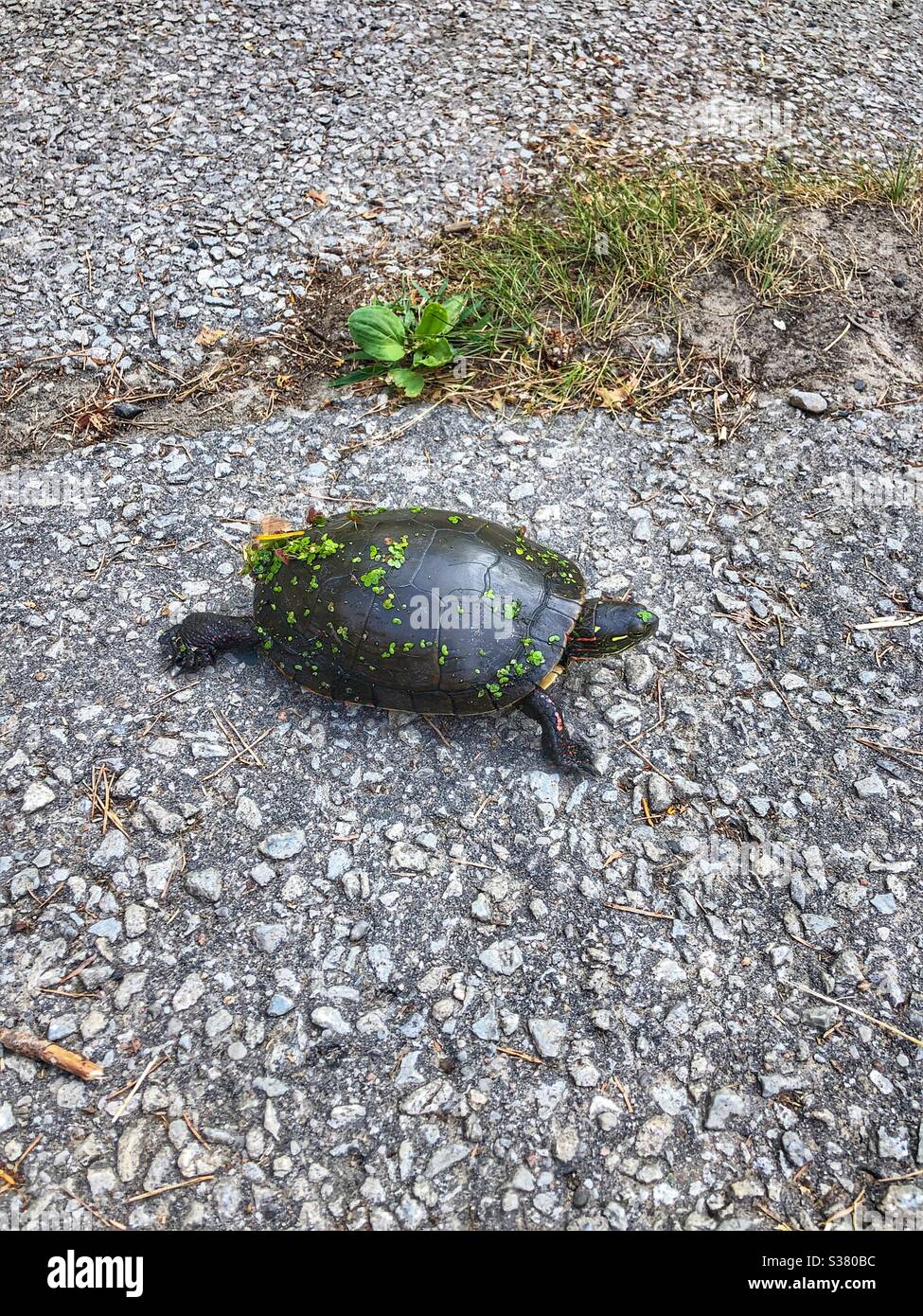 A painted turtle on pavement in a park. - Smartphone Captured Stock Image