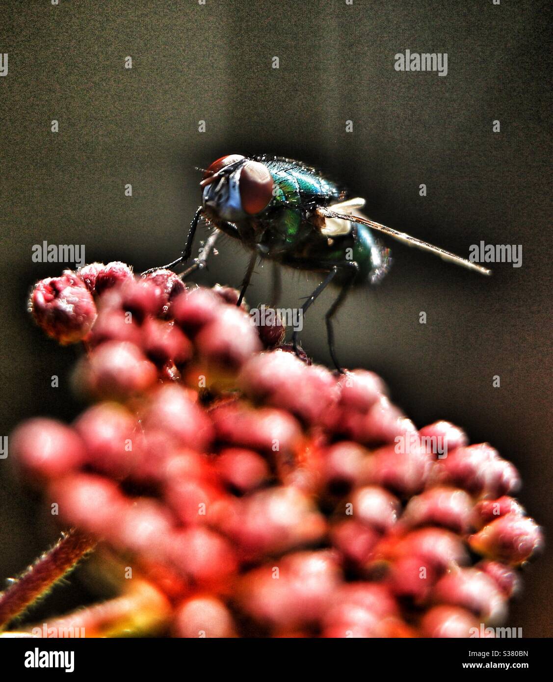 Bluebottle - Smartphone Captured Stock Image