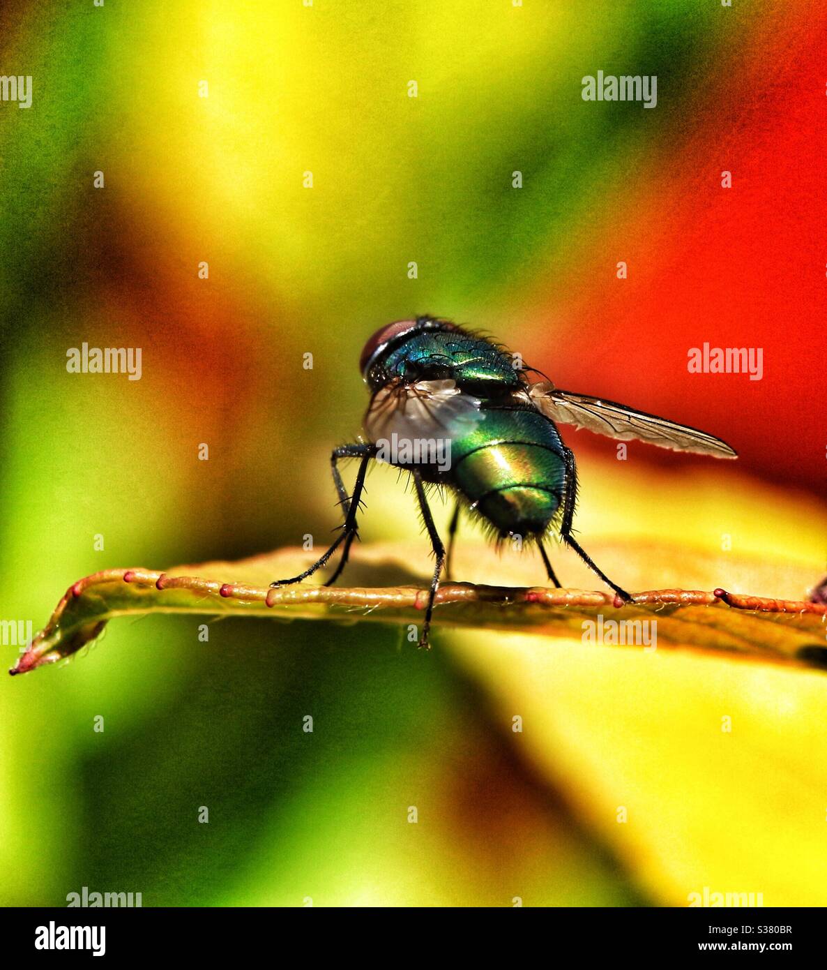 Bluebottle - Smartphone Captured Stock Image