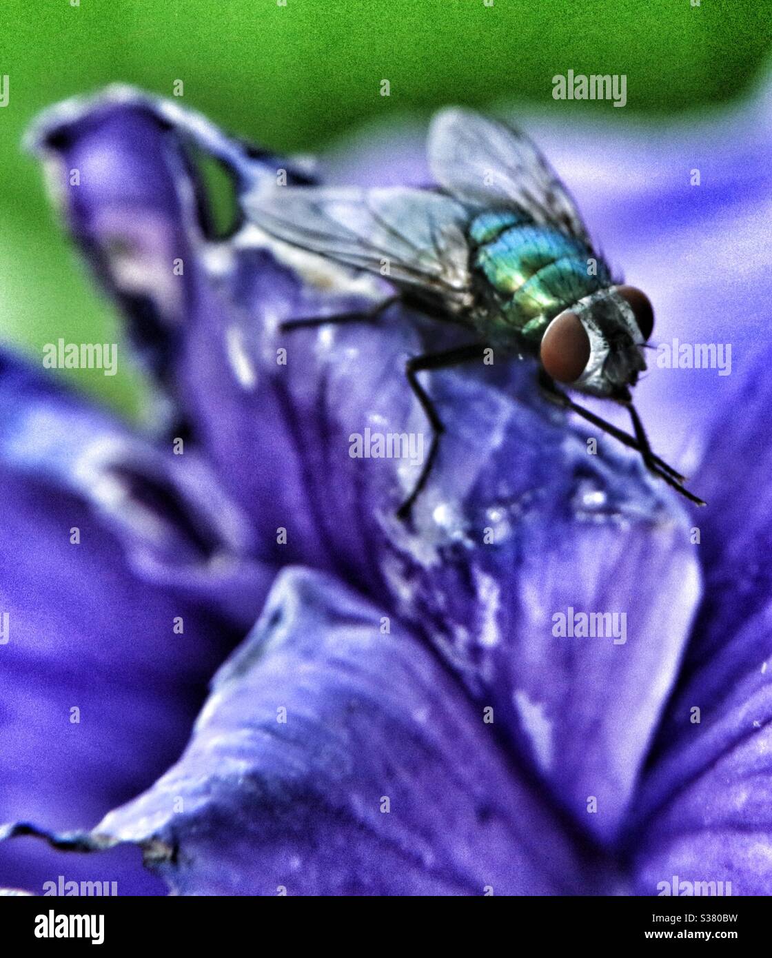 Bluebottle - Smartphone Captured Stock Image
