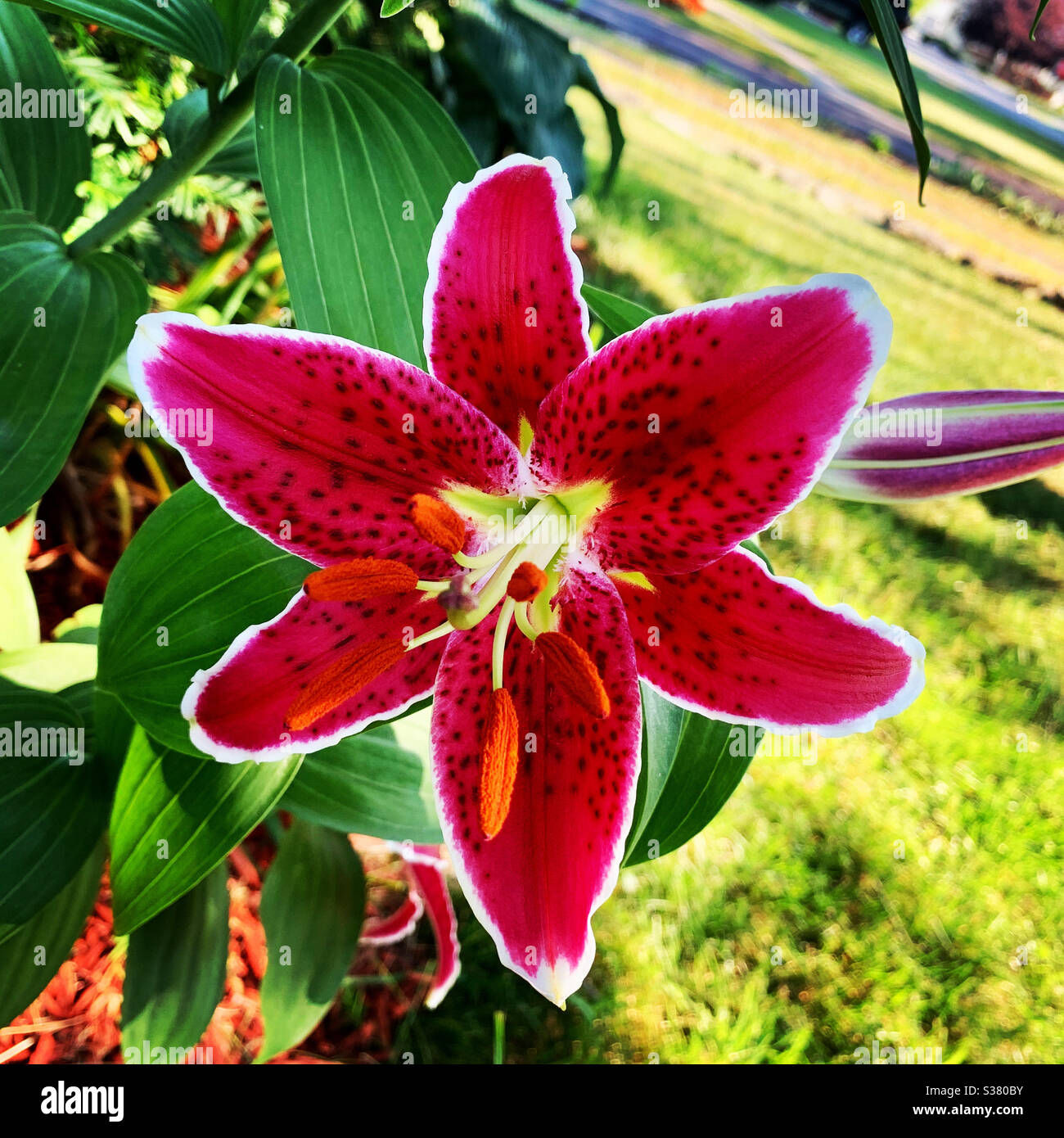 Bright pink stargazer Lily in bloom Stock Photo