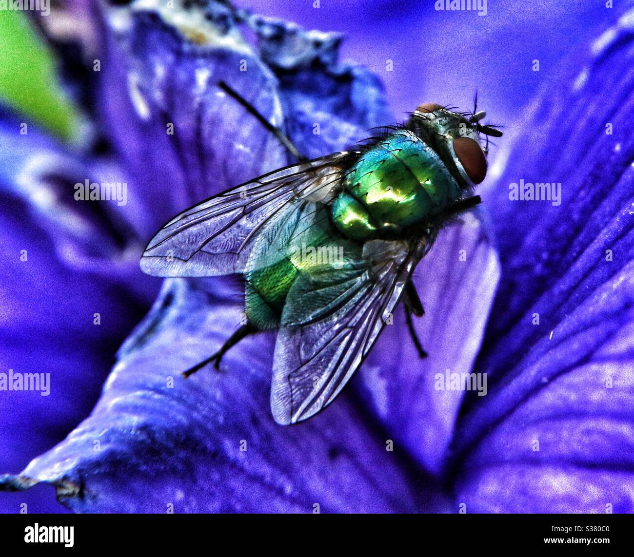 Bluebottle - Smartphone Captured Stock Image