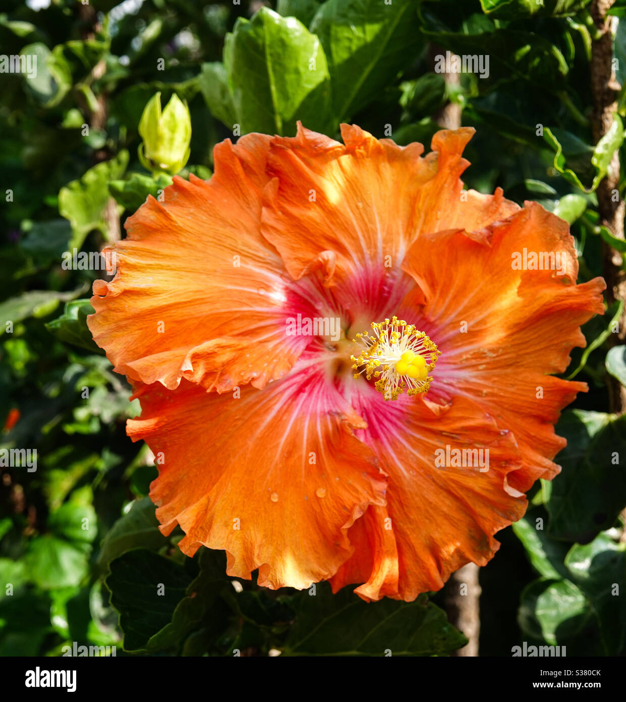Hibiscus magic in my Antigua, Guatemala garden Stock Photo