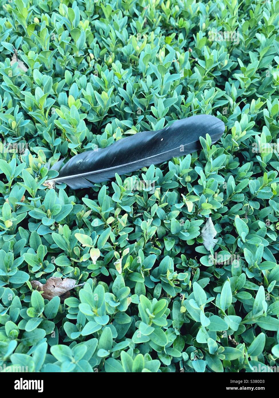 Feather juxtaposed on hedge - Smartphone Captured Stock Image