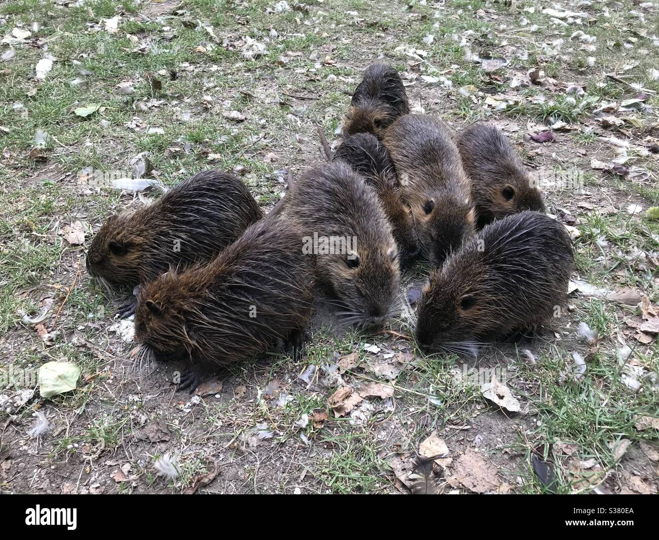 Nutria family hires stock photography and images Alamy