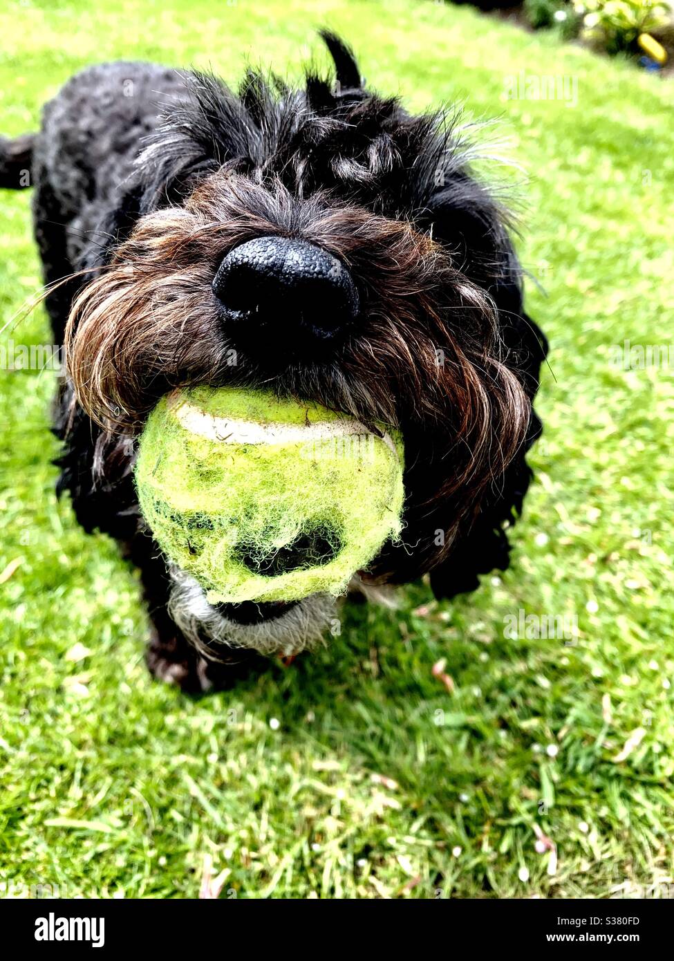 Dog biting ball hires stock photography and images Alamy