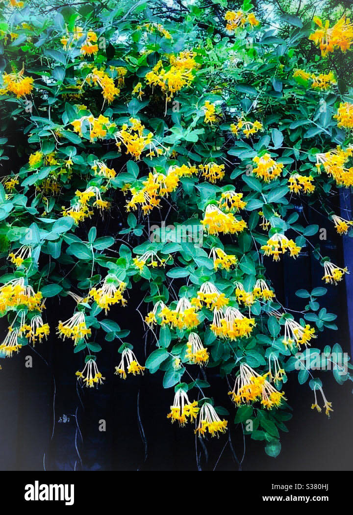The yellowish Honeysuckle flower in full bloom Stock Photo