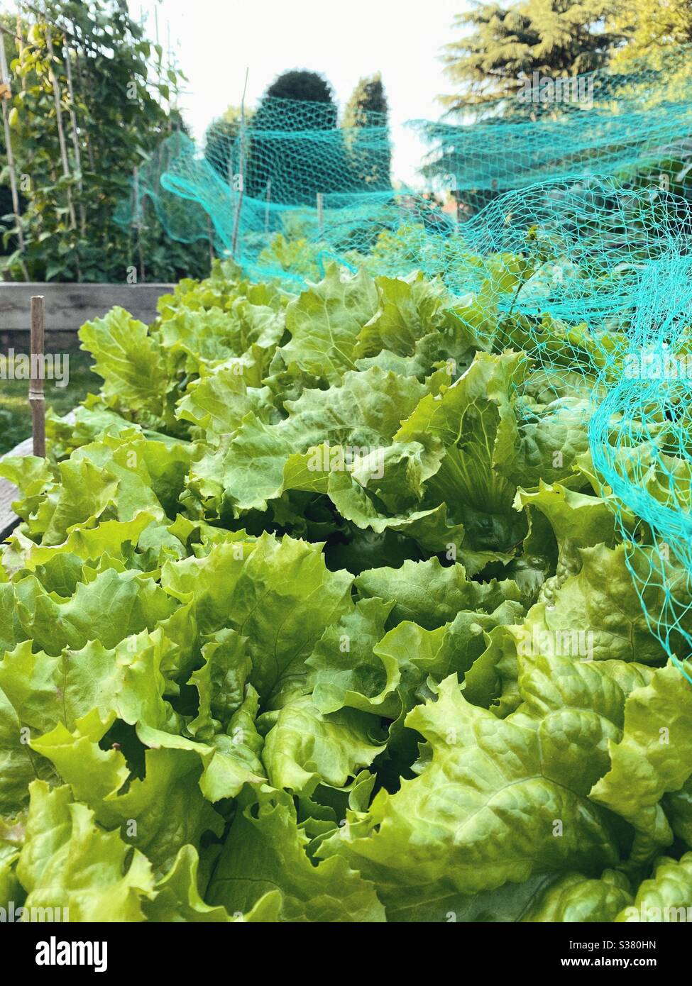 Rows of green lettuce in a raised bed - Smartphone Captured Stock Image