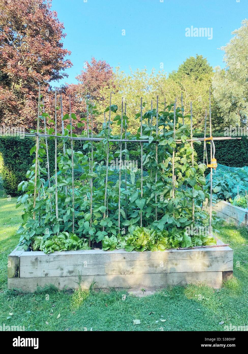 Stakes of beans in a raised vegetable bed - Smartphone Captured Stock Image