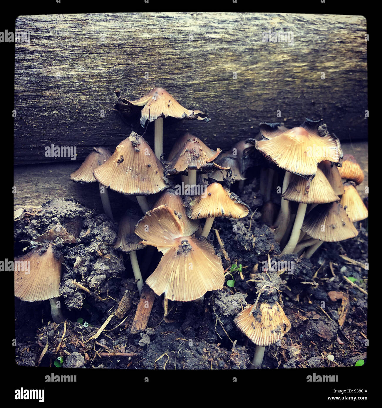 types of mushrooms in garden uk