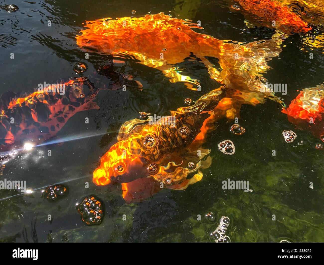 Koi fish in Idaho Botanical Garden, Boise Idaho. - Smartphone Captured Stock Image