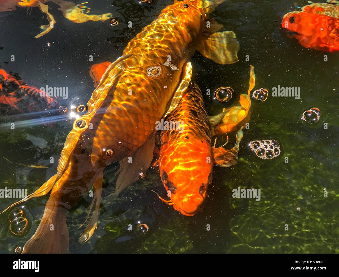 Koi fish in Idaho Botanical Garden, Boise Idaho. - Smartphone Captured Stock Image