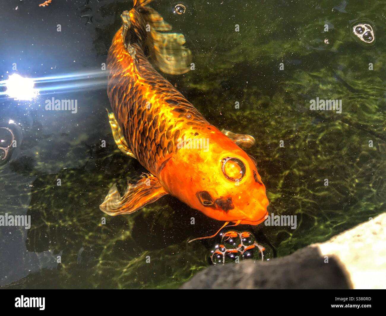 Koi fish in Idaho Botanical Garden, Boise Idaho. - Smartphone Captured Stock Image