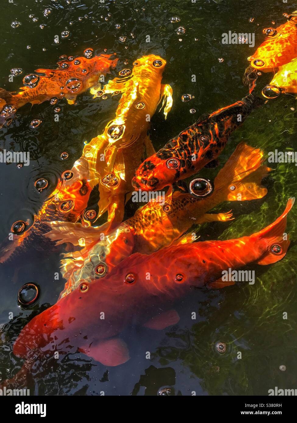 Koi fish in Idaho Botanical Garden, Boise Idaho. - Smartphone Captured Stock Image