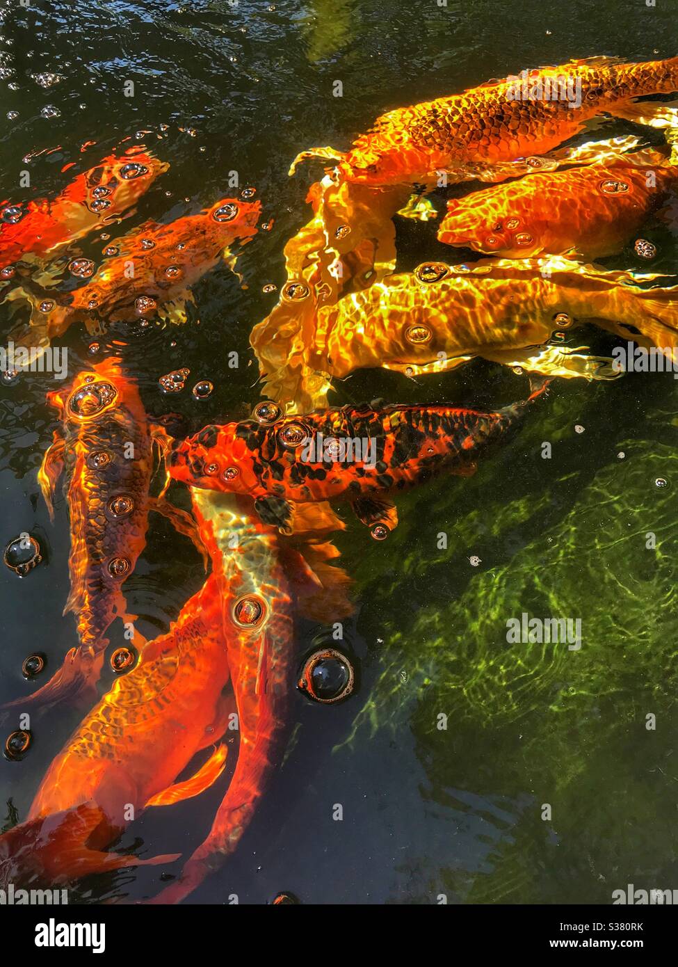 Koi fish in Idaho Botanical Garden, Boise Idaho. - Smartphone Captured Stock Image