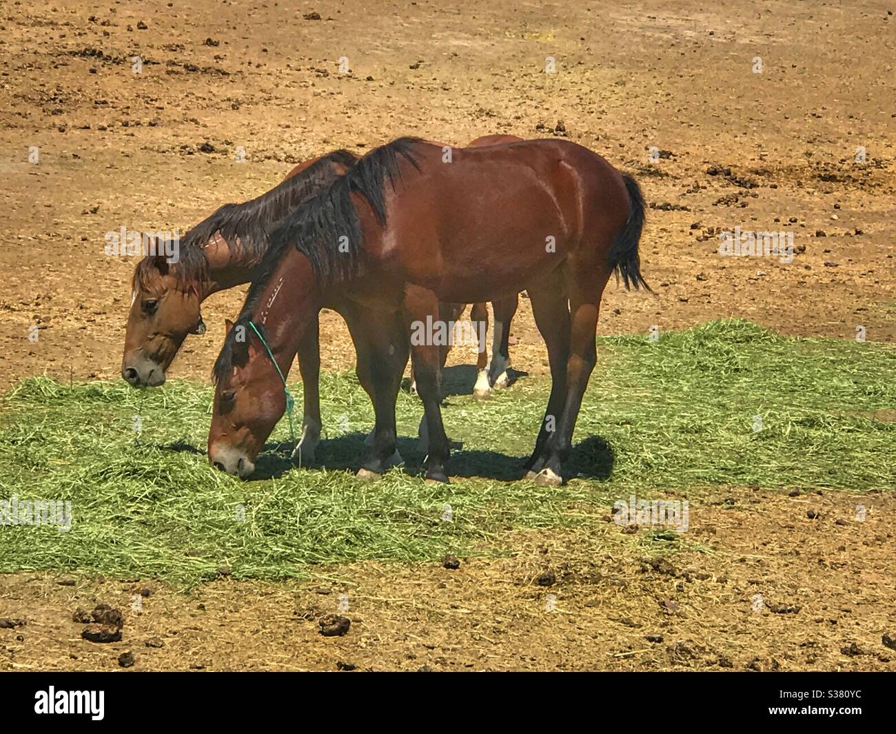 Mustang horses from the Government BLM in Idaho - Smartphone Captured Stock Image