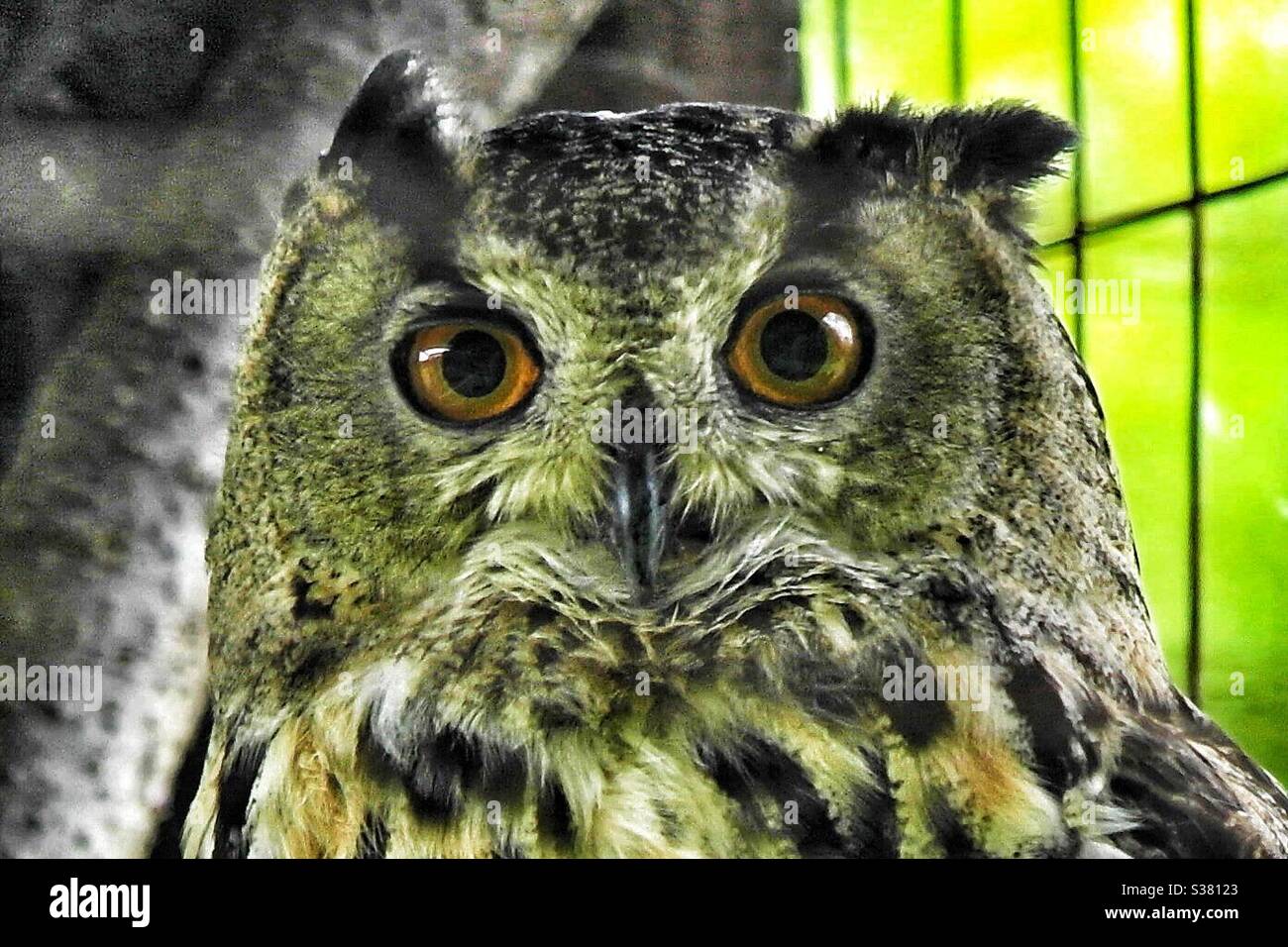 Owl - Smartphone Captured Stock Image