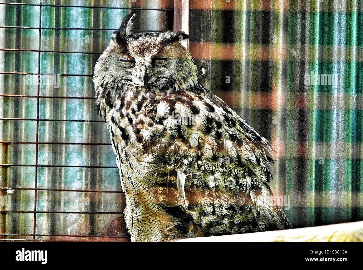 Owl - Smartphone Captured Stock Image