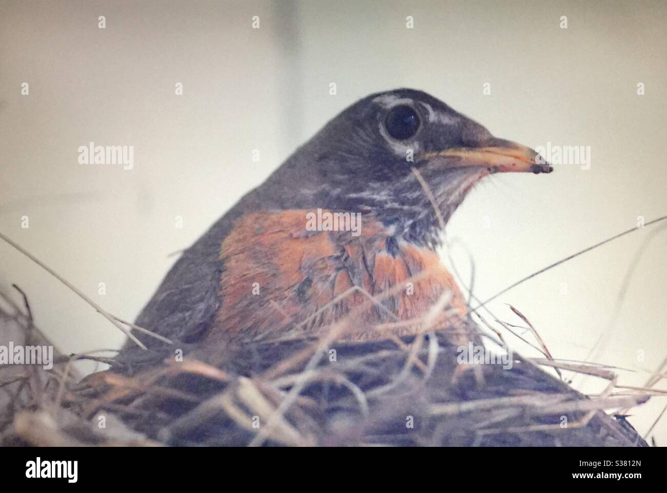 Female American robin. Nesting, brooding, hatching, sitting on her nest