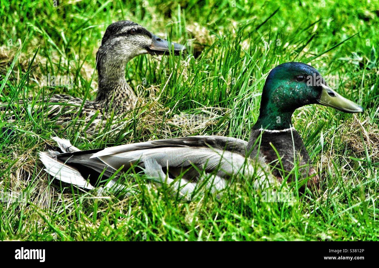 Ducks sunbathing - Smartphone Captured Stock Image