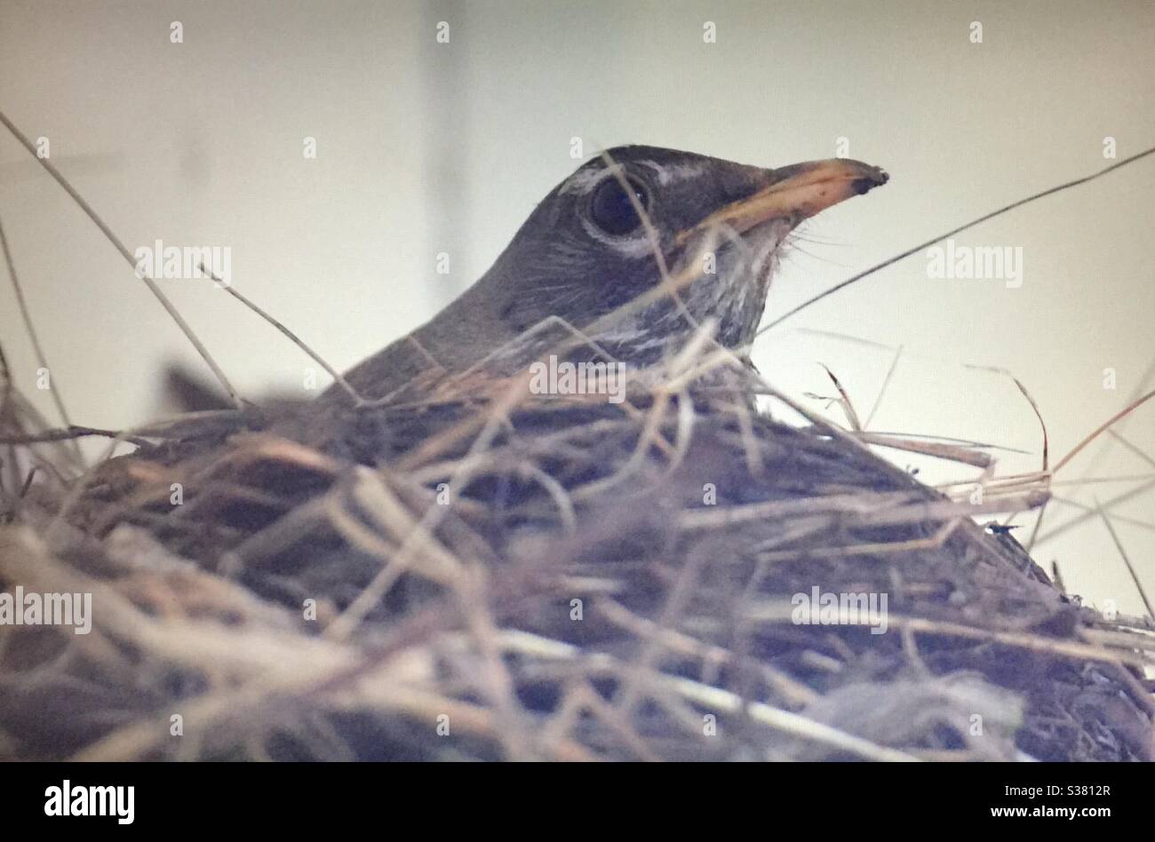 Female american robin nesting hires stock photography and images Alamy