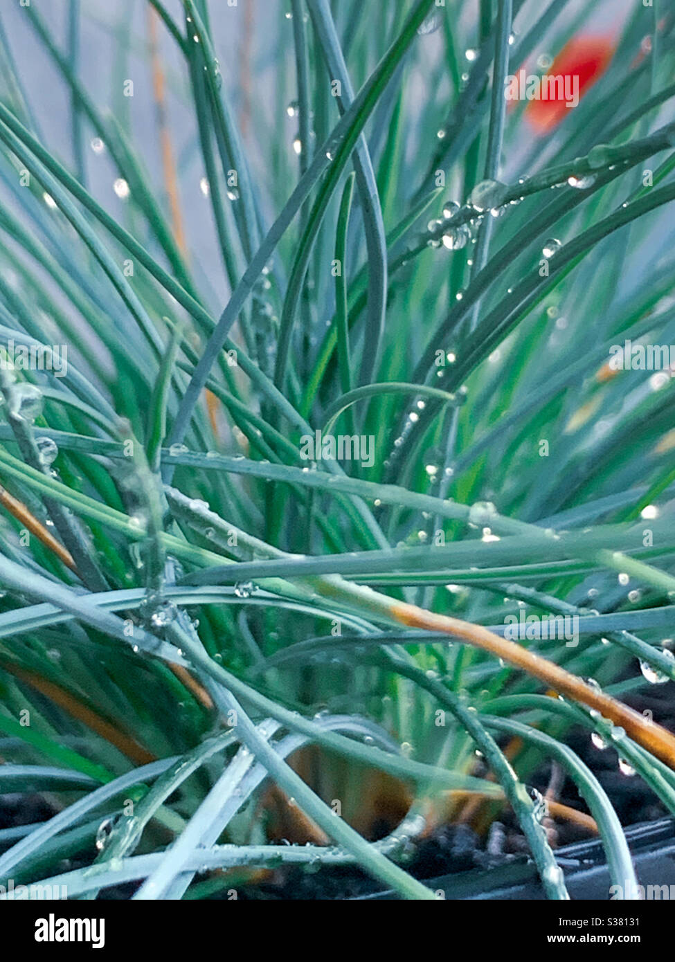 Elijah Blue Fescue grass covered in water droplets Stock Photo