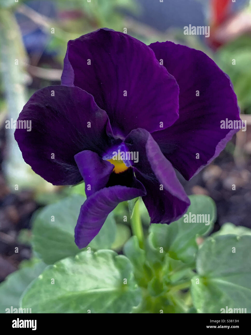 Dark purple pansy flower closeup - Smartphone Captured Stock Image