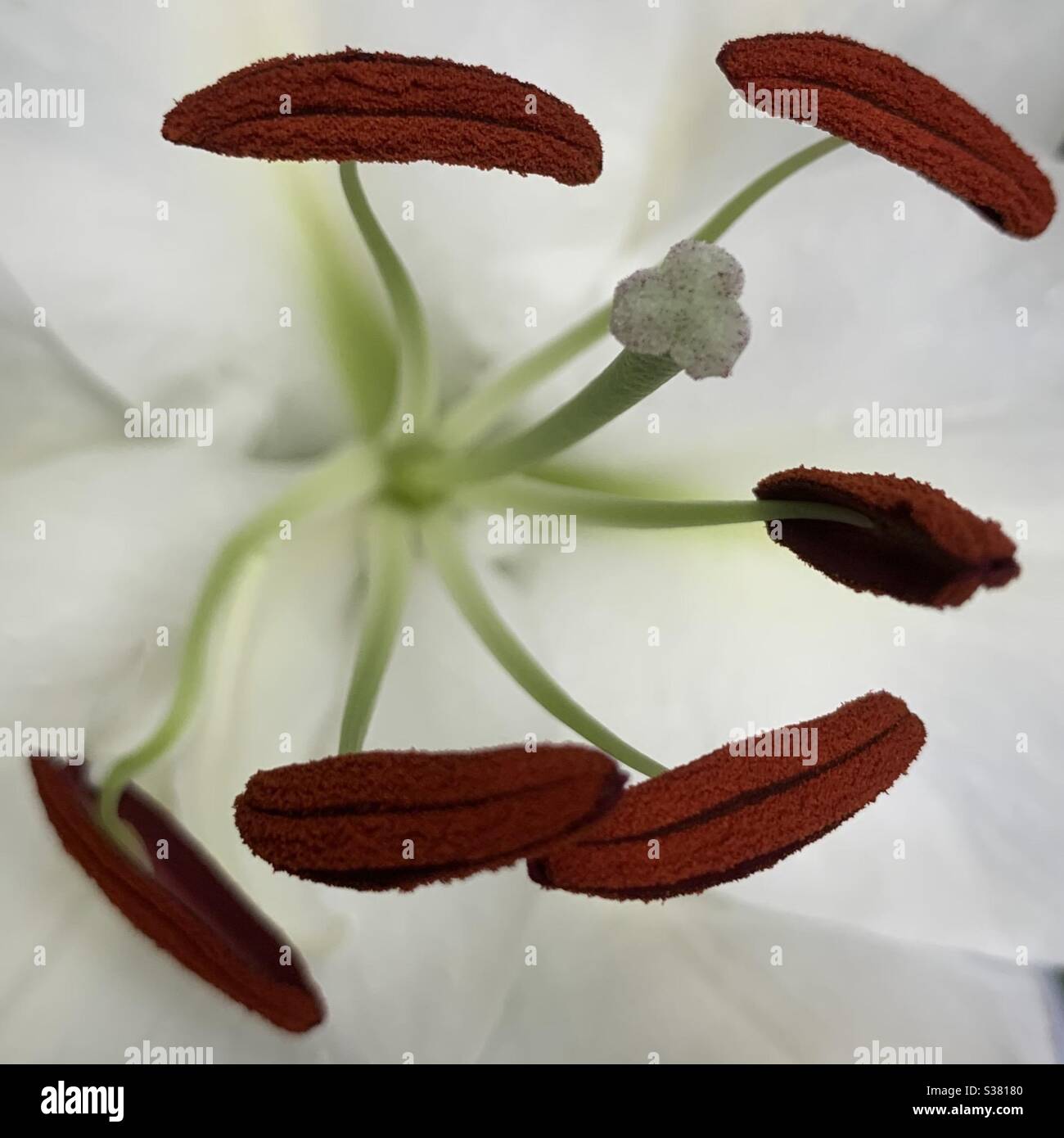 Stamen with filaments and anthers on top, surround the pistil in a lily flower. - Smartphone Captured Stock Image