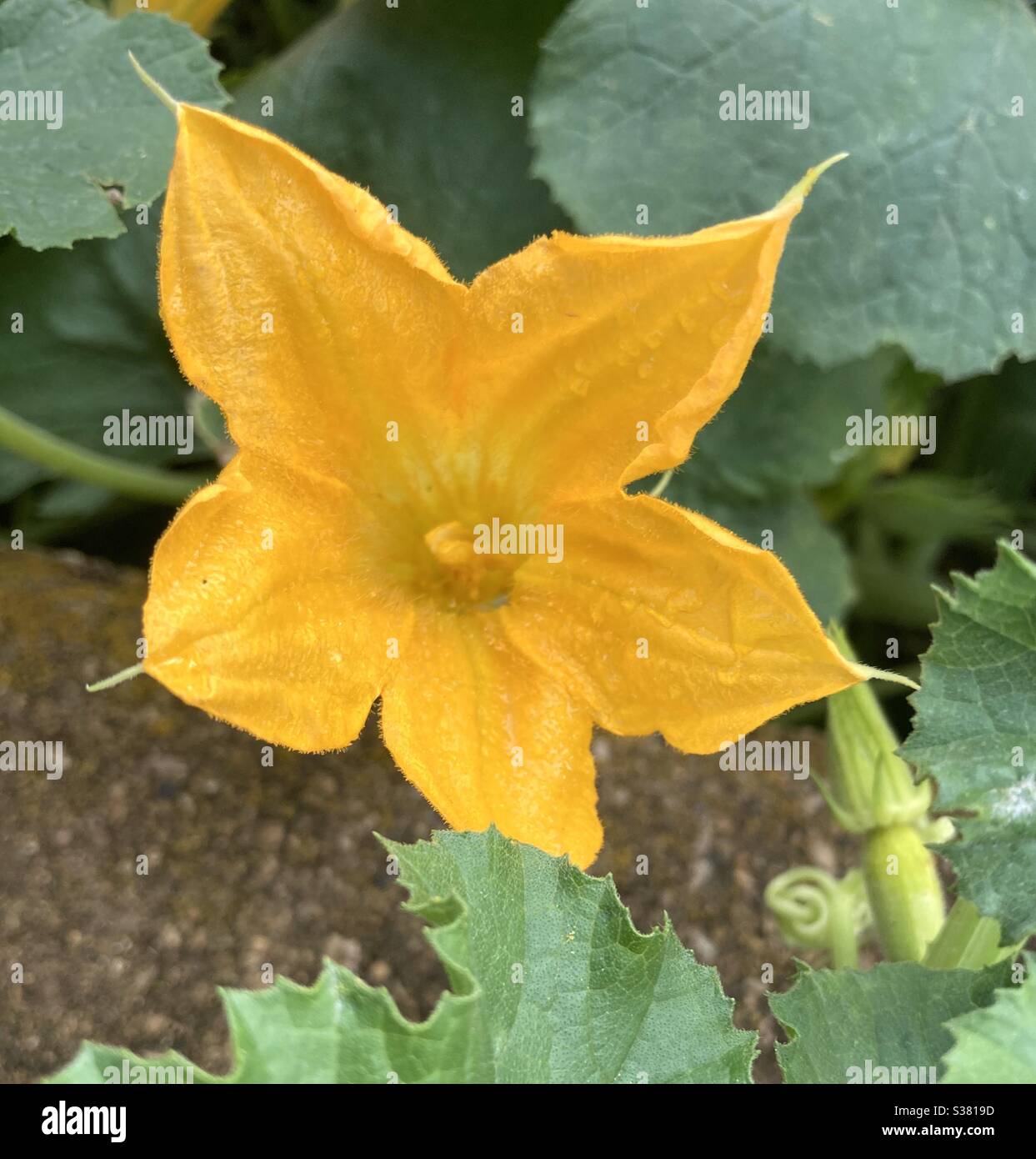 Spaghetti squash blossom Stock Photo Alamy