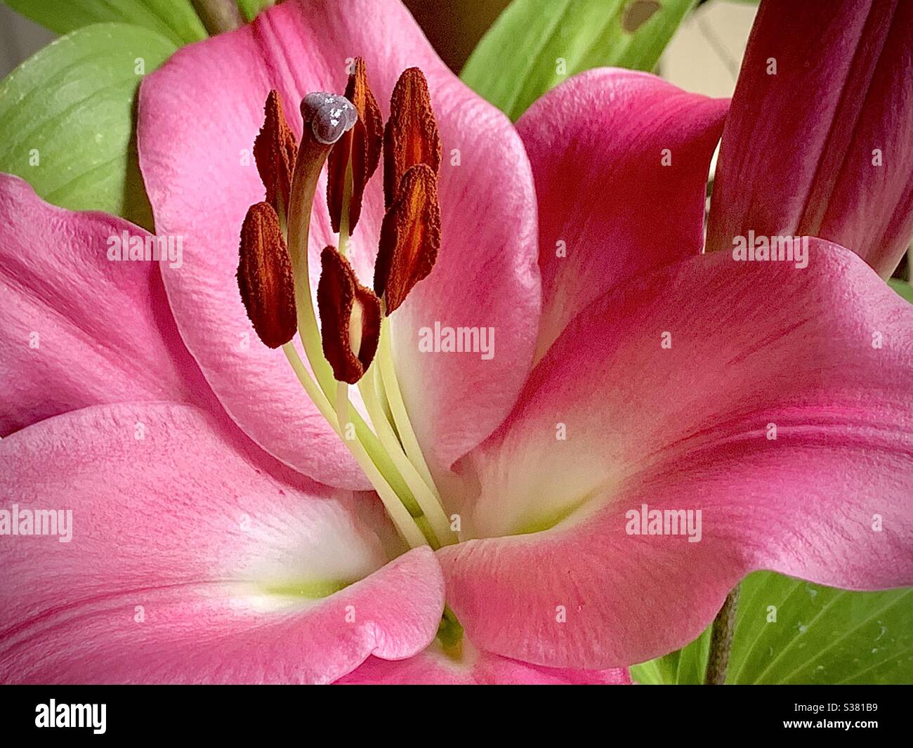 A beautiful pink Lilly flower. If only you could smell it’s aroma! Stock Photo