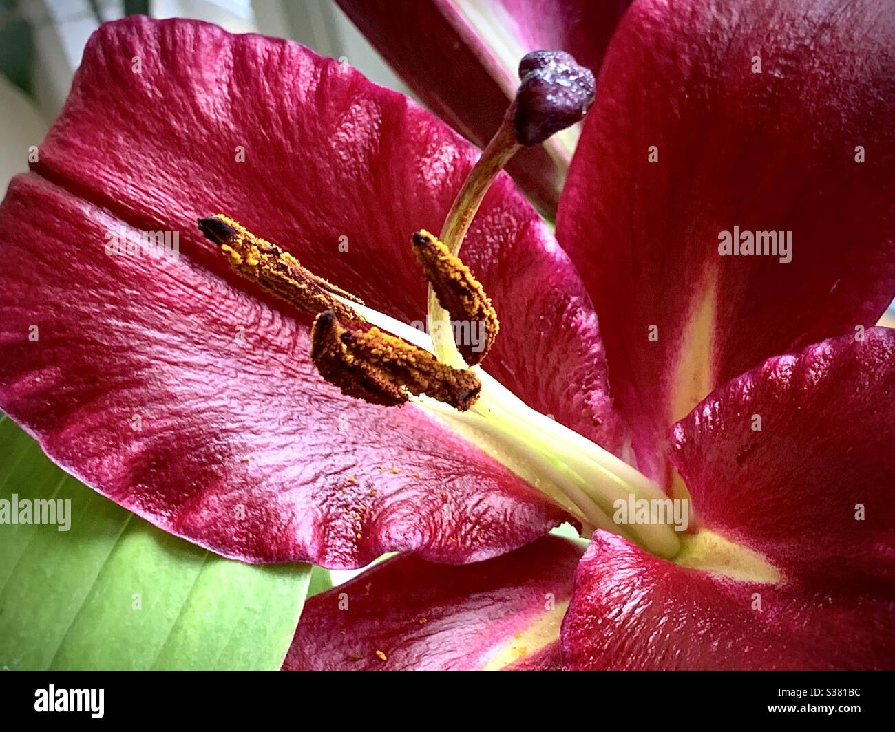 The gorgeous sight of a Lilly flower in full bloom. If only you could smell it! Stock Photo