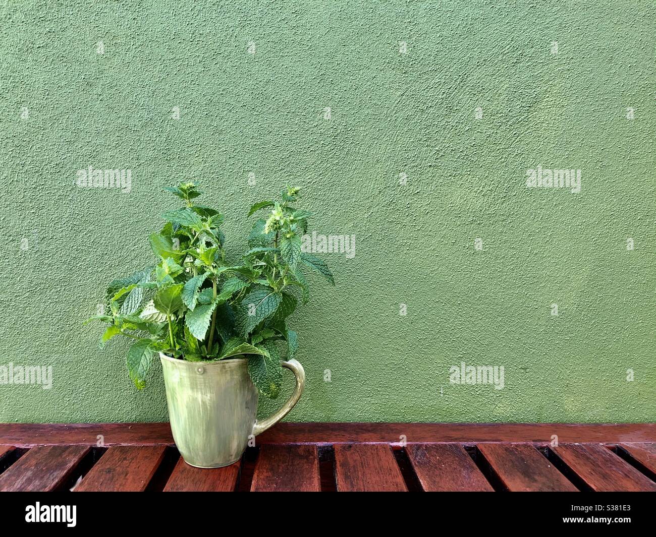 Green on red - a green cup with green herbs on a green wall and a red table Stock Photo