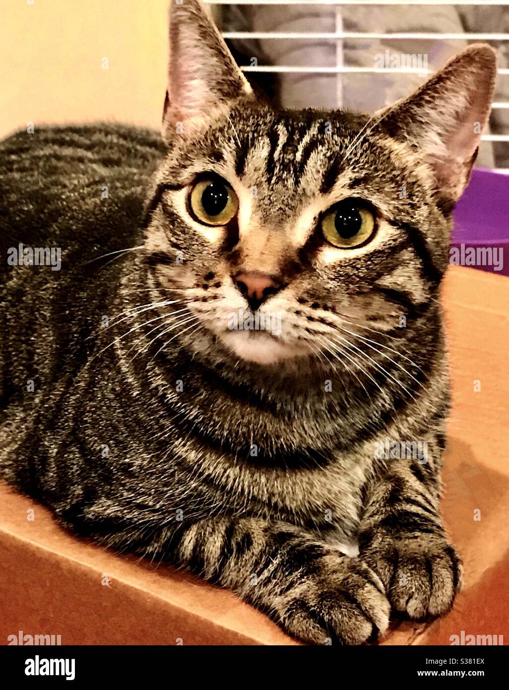 Portrait of beautiful black-brown tabby cat with gorgeous gold copper eyes spayed female rescue kitty now residing as an indoor companion pet, domestic or american shorthair Stock Photo