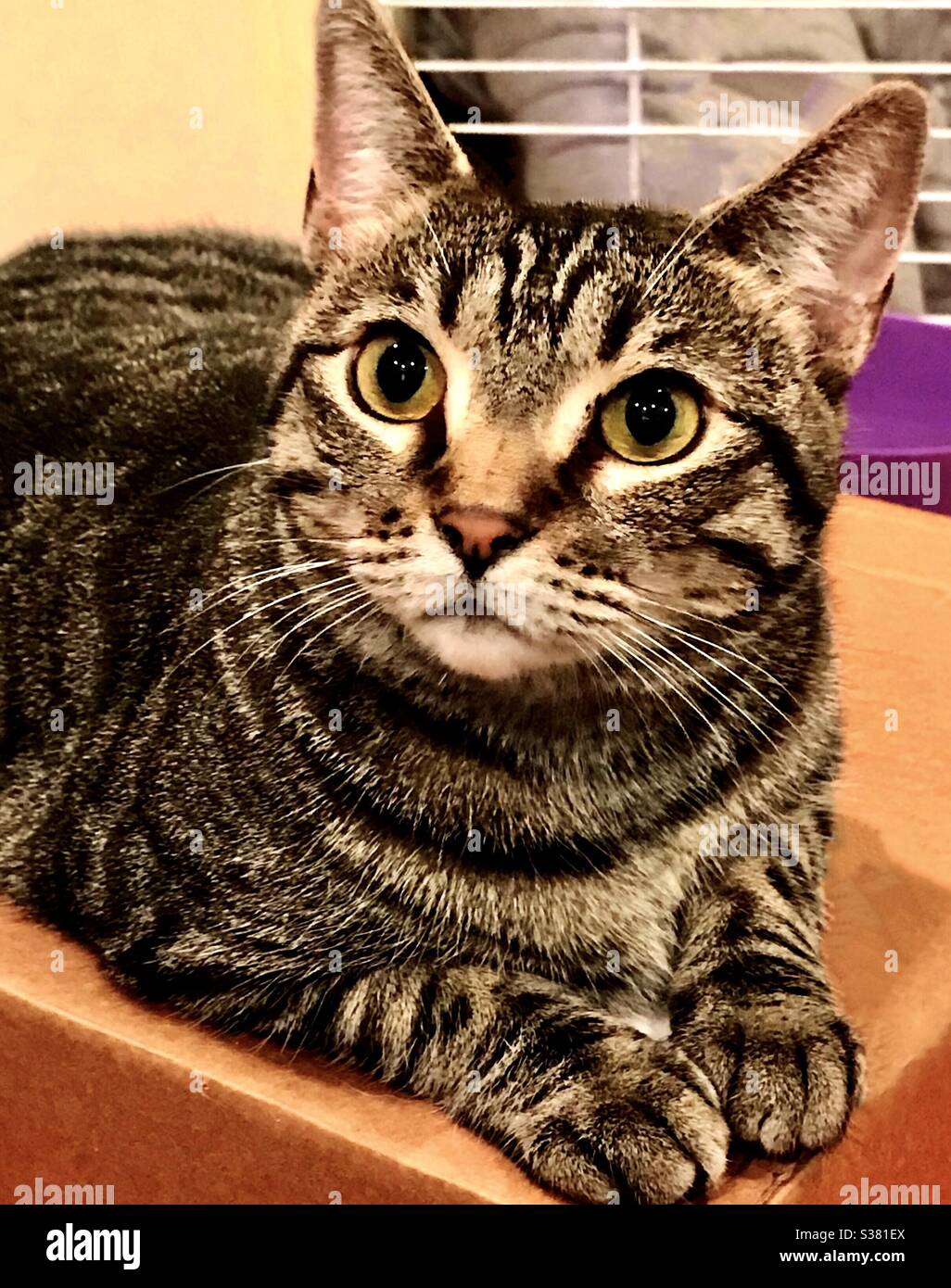 tabby calico cat with copper eyes